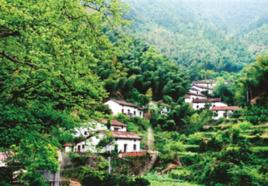 茶坪村[重慶市萬州區分水鎮茶坪村]