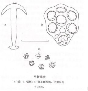 網新錨參