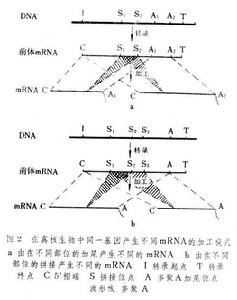 基因調控