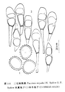 三宅柄鏽菌