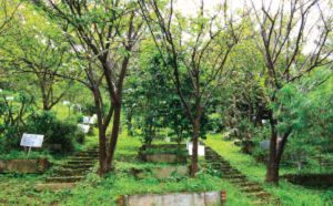 崑崙藥用植物園