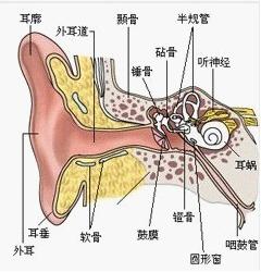 生理性耳鳴