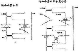 重吸收