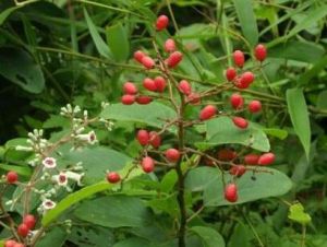 毛背勾兒茶（原變種）