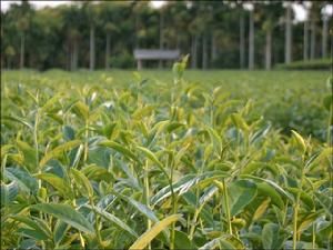 台灣松柏長青茶茶園