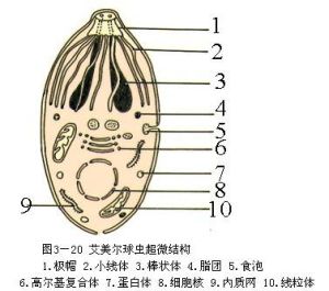 艾美球蟲屬