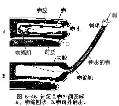 紐蟲與其他無脊椎動物差異