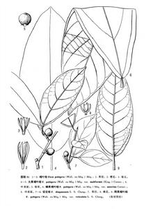 大果褐葉榕（變種）