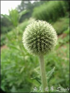 Echinops sphaerocephalus