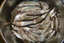 鯝魚