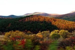 花山林場