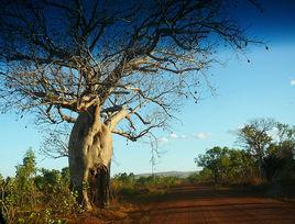 boab tree