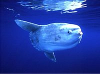 Ocean sunfish