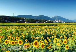 鳳凰村[安徽省蕪湖市南陵縣三里鎮鳳凰村]