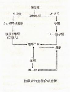 醋炔諾酮