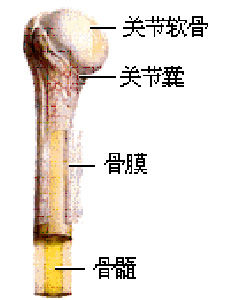 骨癌