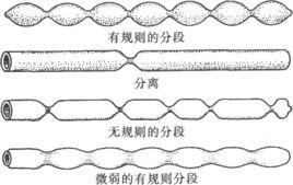 分節運動