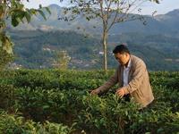 茶葉產業