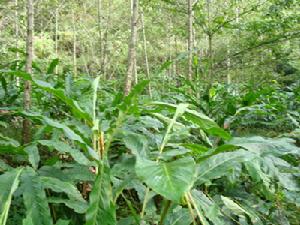 （圖）種植業 