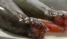 小鰭鐮齒魚
