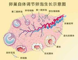 卵巢卵泡發育