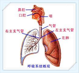 小兒上呼吸道感染