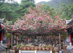 麗江玉峰寺院