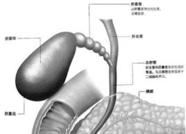 膽囊[醫學術語]