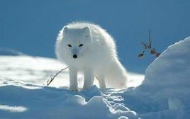 北極狐白令海峽亞種