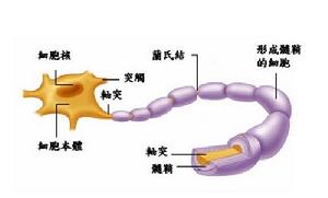 閉合性脊髓損傷