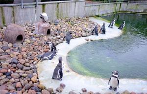 哥本哈根動物園