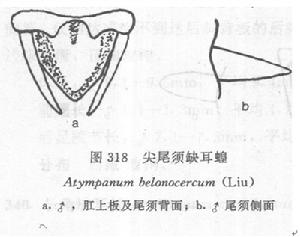 尖尾須缺耳蝗