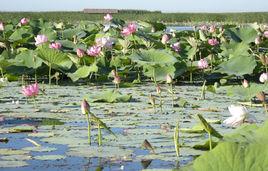 蓮花湖[黑龍江省林口縣蓮花湖]