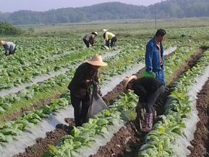 楊柳鎮[湖北省英山縣楊柳鎮]