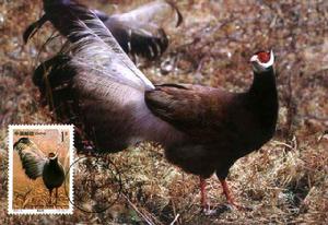 Brown eared pheasant