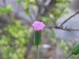 絨纓菊