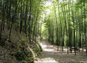 楠竹山森林公園