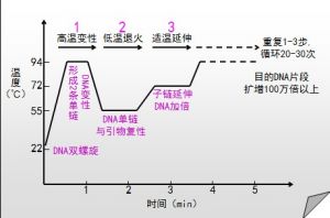 PCR擴增程式