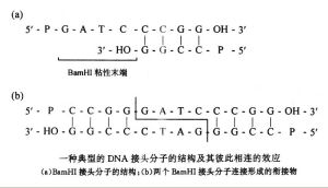 DNA接頭連線法