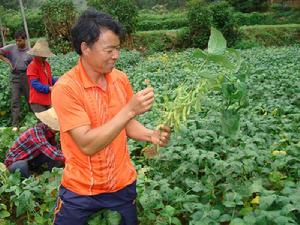 黃豆種植