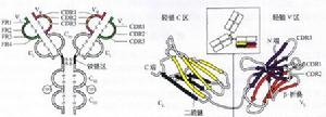 免疫球蛋白輕鏈