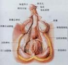 前列腺肉瘤