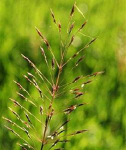 竹節草[禾本科、金須茅屬草本植物]