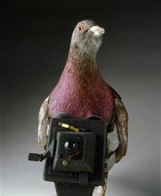 鴿子相機