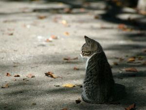 寂寞，資料圖