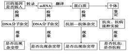 目的基因的檢測與鑑定