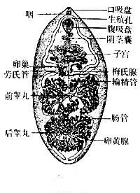 布氏薑片蟲