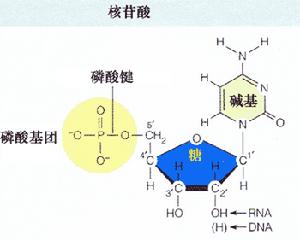 核酸