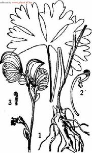 宣威烏頭， 圖註：1．植株，2．花瓣,3．雄蕊。