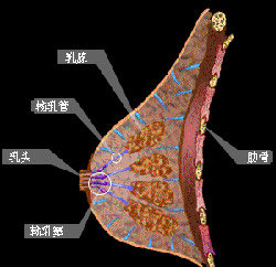 絕經期乳腺癌